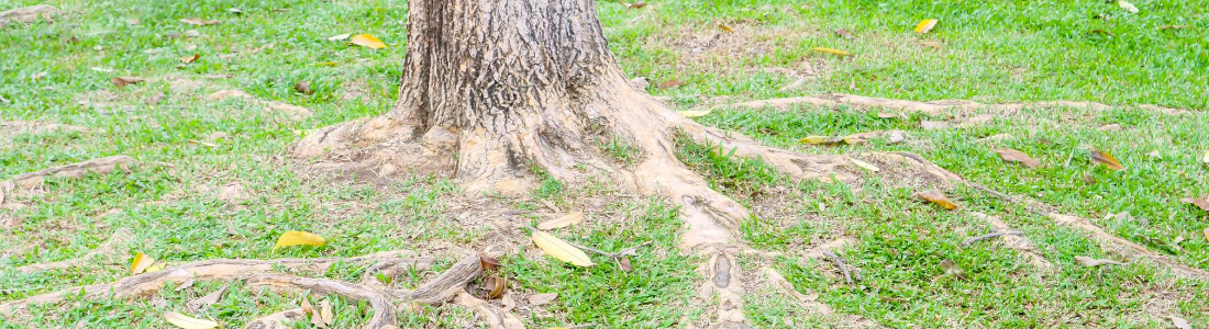 Compensation For Tree Root Damage How To Claim Blb Solicitors