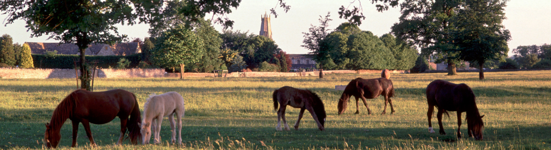 Horses grazing on common land