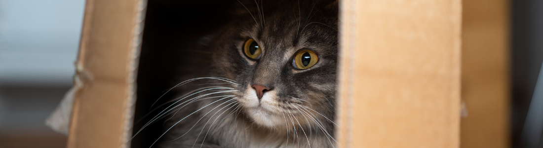 Fluffy tabby cat lying in a box