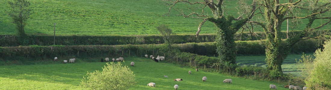 Sheep in a field