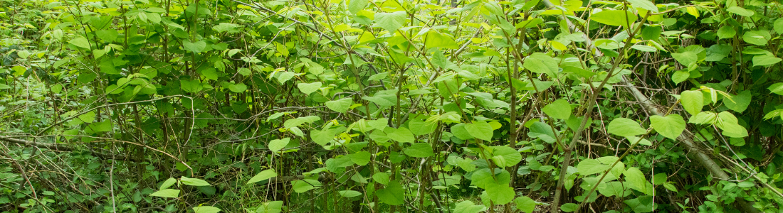 Japanese Knotweed