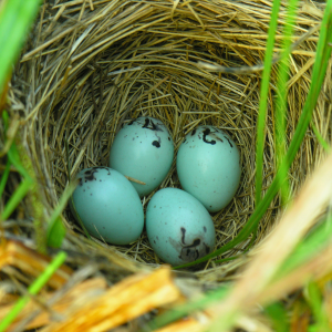 Blackbird nest in hedge