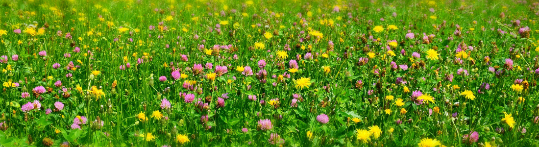 Meadow flowers