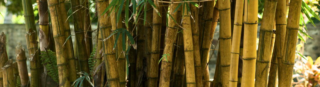 This bamboo may be breaching UK law